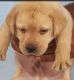 Labrador Retriever Puppies for sale in 6, Jaipur Golden Hospital Rd, Pocket 1, Sector 3A, Rohini, Delhi, 110085, India. price: 10500 INR
