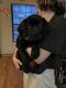 Labrador Retriever Puppies for sale in Aurora, CO, USA. price: $250