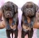 Labrador Retriever Puppies for sale in 6, Jaipur Golden Hospital Rd, Pocket 1, Sector 3A, Rohini, Delhi, 110085, India. price: 11000 INR