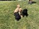 Labrador Retriever Puppies for sale in Commerce, TX 75428, USA. price: NA