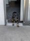 Labrador Retriever Puppies for sale in Aurora, CO, USA. price: $200