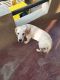 Labrador Retriever Puppies for sale in 21/1, DeFINER Hi-Life, Maragondanahalli Main Rd, Mathrushree Layout, Doddamuniswamy Reddy Layout, Margondanahalli, Bengaluru, Karnataka 560036, India. price: 15,000 INR