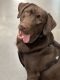 Labrador Retriever Puppies for sale in Cincinnati, OH, USA. price: $50,000