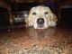 Labrador Retriever Puppies for sale in 21/1, DeFINER Hi-Life, Maragondanahalli Main Rd, Mathrushree Layout, Doddamuniswamy Reddy Layout, Margondanahalli, Bengaluru, Karnataka 560036, India. price: 13,000 INR