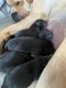 Labrador Retriever Puppies for sale in Grand Junction, CO, USA. price: $1,200