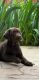 Labrador Retriever Puppies for sale in Denver, CO 80022, USA. price: $800