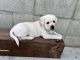 Labrador Retriever Puppies for sale in South San Francisco, CA, USA. price: NA