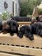 Labrador Retriever Puppies for sale in Hawthorne, CA 90250, USA. price: $1,300