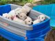 Labrador Retriever Puppies for sale in Ardmore, OK 73401, USA. price: $100