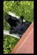 Labrador Retriever Puppies for sale in Jacksonville, FL 32211, USA. price: $200