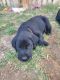 Labrador Retriever Puppies for sale in Grand Junction, CO, USA. price: $800