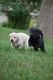 Labrador Retriever Puppies for sale in Chanhassen, MN, USA. price: $1,200
