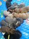 Labrador Retriever Puppies for sale in Ault, CO 80610, USA. price: $1,000