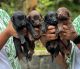 Labrador Retriever Puppies for sale in Perintalmanna, Kerala, India. price: 9,000 INR