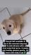 Labrador Retriever Puppies for sale in San Fernando, CA 91344, USA. price: $1,500