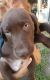 Labrador Retriever Puppies for sale in Amboy, MN 56010, USA. price: $35,000
