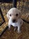 Labrador Retriever Puppies for sale in Alexandria, MN 56308, USA. price: $500