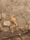 Labrador Retriever Puppies for sale in Breckenridge, TX 76424, USA. price: NA