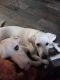 Labrador Retriever Puppies for sale in South Oklahoma City, Oklahoma City, OK, USA. price: $250