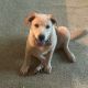 Labrador Retriever Puppies for sale in 6680 Bennett Creek Dr, Jacksonville, FL 32216, USA. price: $100