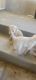 Labrador Retriever Puppies for sale in Lancaster, CA, USA. price: $100