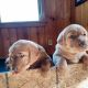 Labrador Retriever Puppies for sale in Kellogg, MN 55945, USA. price: $100,000