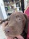 Labrador Retriever Puppies for sale in Palmdale, CA, USA. price: $500