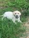 Labrador Retriever Puppies for sale in Floresville, TX 78114, USA. price: $1,000