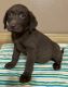 Labrador Retriever Puppies for sale in Garland, TX, USA. price: $800