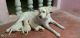 Labrador Retriever Puppies for sale in SH 59, Yeroor, Kerala, India. price: 8,000 INR