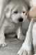 Labrador Retriever Puppies for sale in Buffalo, MN 55313, USA. price: $800