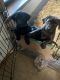 Labrador Retriever Puppies for sale in De Berry, TX 75639, USA. price: NA