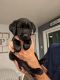 Labrador Retriever Puppies for sale in Fort Lupton, CO 80621, USA. price: $800