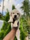 Labrador Retriever Puppies for sale in Chembukkav, Thrissur, Kerala, India. price: 15,000 INR