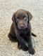 Labrador Retriever Puppies for sale in Colorado Springs, CO, USA. price: $1,200