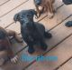 Labrador Retriever Puppies for sale in Chattanooga, TN, USA. price: NA