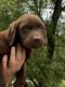 Labrador Retriever Puppies for sale in Whitesburg, TN 37891, USA. price: $1,000