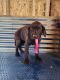 Labrador Retriever Puppies for sale in Calhan, CO 80808, USA. price: $800