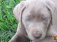 Labrador Retriever Puppies for sale in Houston, TX, USA. price: $1,800