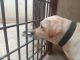 Labrador Retriever Puppies for sale in Chandapura, Bommasandra, Karnataka 562107, India. price: 8,000 INR