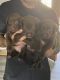 Labrador Retriever Puppies for sale in Roseville, MI 48066, USA. price: $800