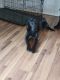 Labrador Retriever Puppies for sale in South St Paul, MN, USA. price: $200