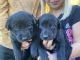 Labrador Retriever Puppies for sale in Osage, MN 56570, USA. price: $150