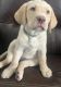 Labrador Retriever Puppies for sale in Perris, CA, USA. price: $600
