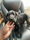 Labrador Retriever Puppies for sale in Altadena, CA 91001, USA. price: $400