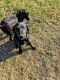 Labrador Retriever Puppies for sale in Lamberton, MN 56152, USA. price: $150