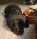 Labrador Retriever Puppies for sale in Chesterfield, MI 48051, USA. price: $85,000