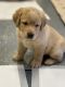 Labrador Retriever Puppies for sale in Crossville, TN, USA. price: $1,000