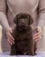 Labrador Retriever Puppies for sale in New York, NY, USA. price: $650