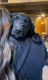 Labrador Retriever Puppies for sale in Butler, PA, USA. price: $1,000